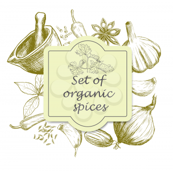 Hand drawn set of organic spices. Vector illustration
