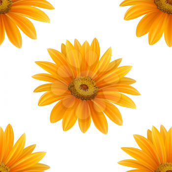 Hand drawn vector realistic seamless pattern of Gerbera Daisy flower on white background.