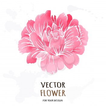 Hand drawn vector realistic illustration of dahlia flower isolated on white background.