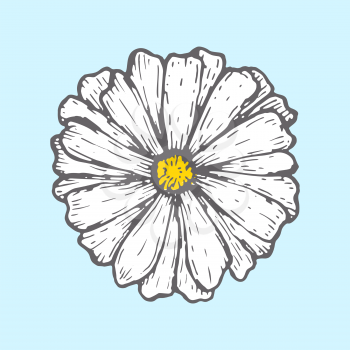 chamomile isolated on blue background. Simple botanical illustrations. Hand drawn sketch of flower