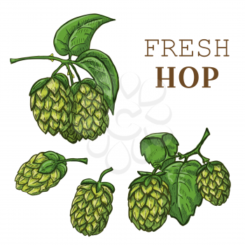 Sketches of hop plant, hop on a branch with leaves. Beer illustration.