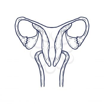 Uterus with ovary, cervix, fallopian tubes isolated on background. Female reproductive system. Hand drawn vector