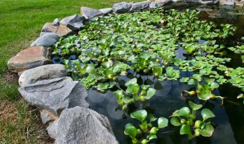 Natural stone pond with water plants