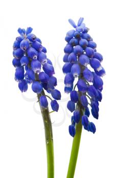 Springs flowers  Muscari ,  Isolated on white