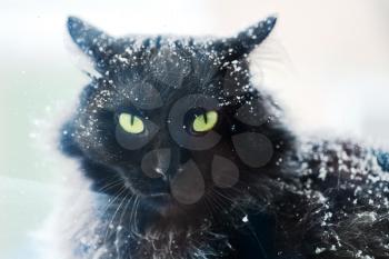 Snow covered black cat