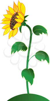 Royalty Free Clipart Image of a Sunflower
