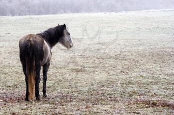 A vintage photograph of a horse in a frozen prairie