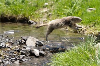 marmot in the alps jumping over a river