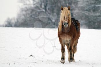 Horse in a snowy landscape