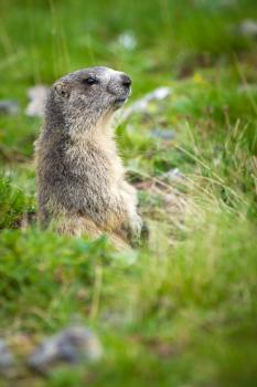 Alpine Marmot in the grass - Marmota Marmota