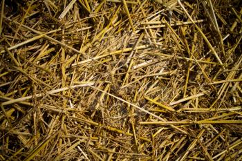straw texture close up