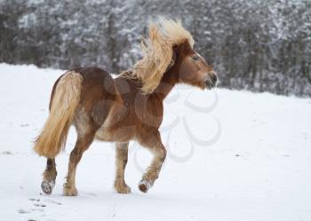 A young Horse on a snowy landscape
