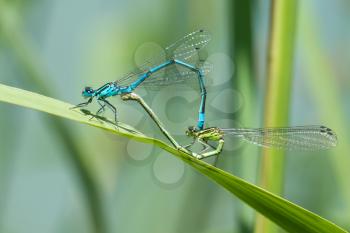 dragonfly in love
