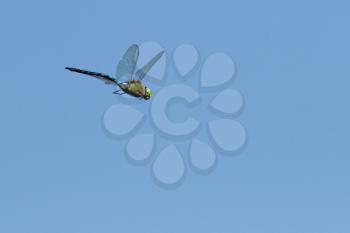 flying dragonfly on blue sky