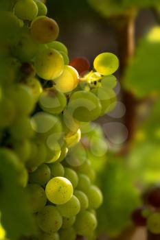 green grapes in sunset light Burgundy france