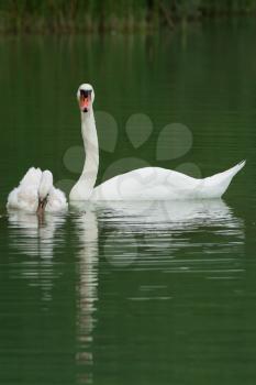 White swans on a lake in summer