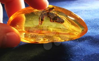 Royalty Free Photo of a Bug in Amber