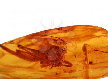 Royalty Free Photo of a Grasshopper in Amber