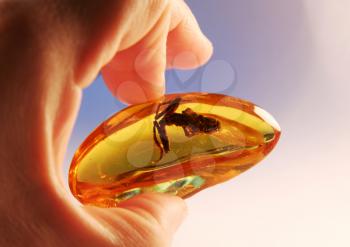 Royalty Free Photo of a Frog in Amber