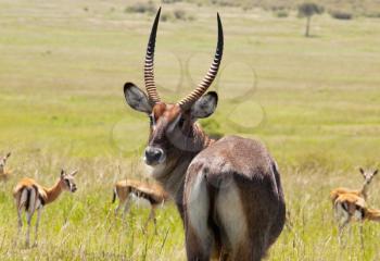 Royalty Free Photo of an Antelope Gemsbok