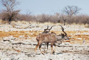 Royalty Free Photo of Antelopes