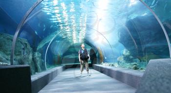 Royalty Free Photo of a Big Aquarium Tunnel