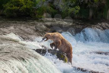 Royalty Free Photo of a Grizzly Bear in Alaska