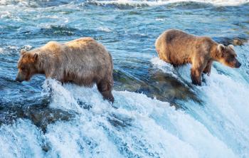 Royalty Free Photo of Two Brown Bears in Alaska
