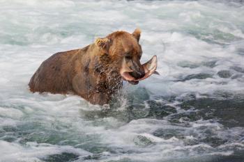 Royalty Free Photo of a Brown Bear Catching a Fish