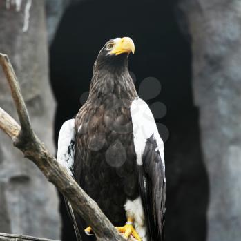 Royalty Free Photo of an Eagle