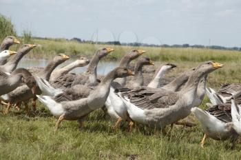 Royalty Free Photo of Geese