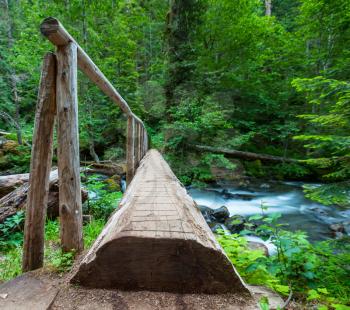 Royalty Free Photo of a Wood Bridge in a Forest