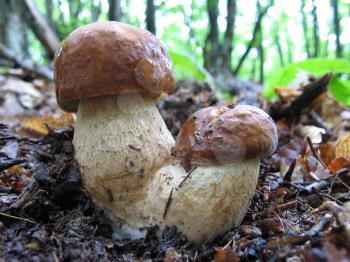 Royalty Free Photo of Wild Mushrooms