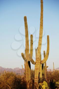 Royalty Free Photo of Cactus