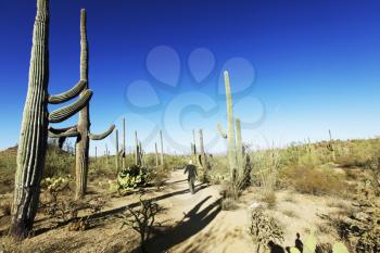 Royalty Free Photo of a Cactus Park