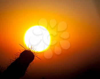 Royalty Free Photo of a Cactus at Sunset