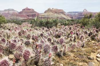 Royalty Free Photo of Cacti in the Grand Canyon