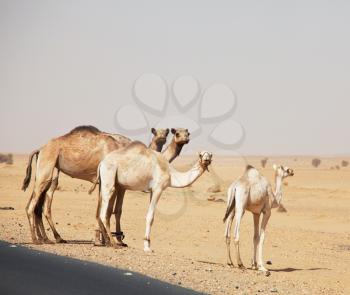 Royalty Free Photo of Camels in the Sahara