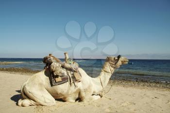 Royalty Free Photo of a Camel on the Coast