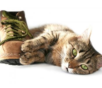 Royalty Free Photo of a Cat and Shoe
