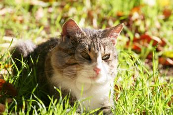 Royalty Free Photo of a Cat Laying in Grass