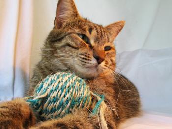 Royalty Free Photo of a Cat Playing with a Ball of Yarn
