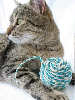 Royalty Free Photo of a Cat and a Ball of Yarn