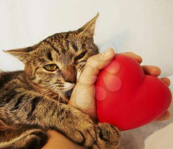 Royalty Free Photo of a Cat Playing with a Heart Toy