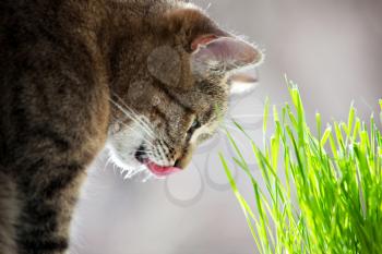 Royalty Free Photo of a Cat Looking at Grass