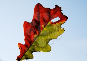 Royalty Free Photo of an Autumn Leaf