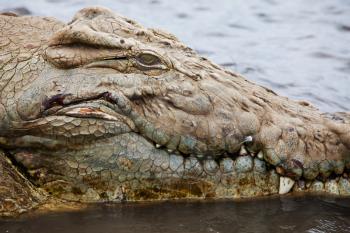 Royalty Free Photo of a Crocodile