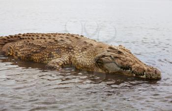 Royalty Free Photo of a Crocodile at Cham Lake