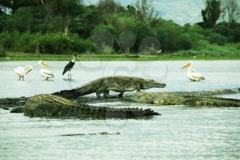 Royalty Free Photo of Crocodiles at Cham Lake