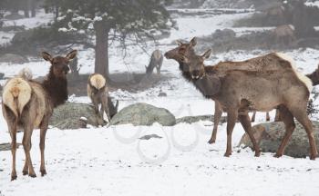 Royalty Free Photo of Deer